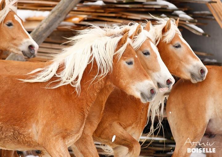 Haflinger Hof